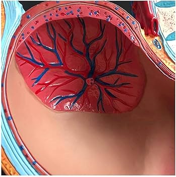 人体模型 解剖モデル　女性骨盤胎児モデル妊娠 9 ヶ月胎児 Amazon.co.jp: 人体模型 人間の女性の骨盤セクション妊娠解剖